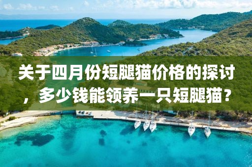 關于四月份短腿貓價格的探討,多少錢能領養一只短腿貓?