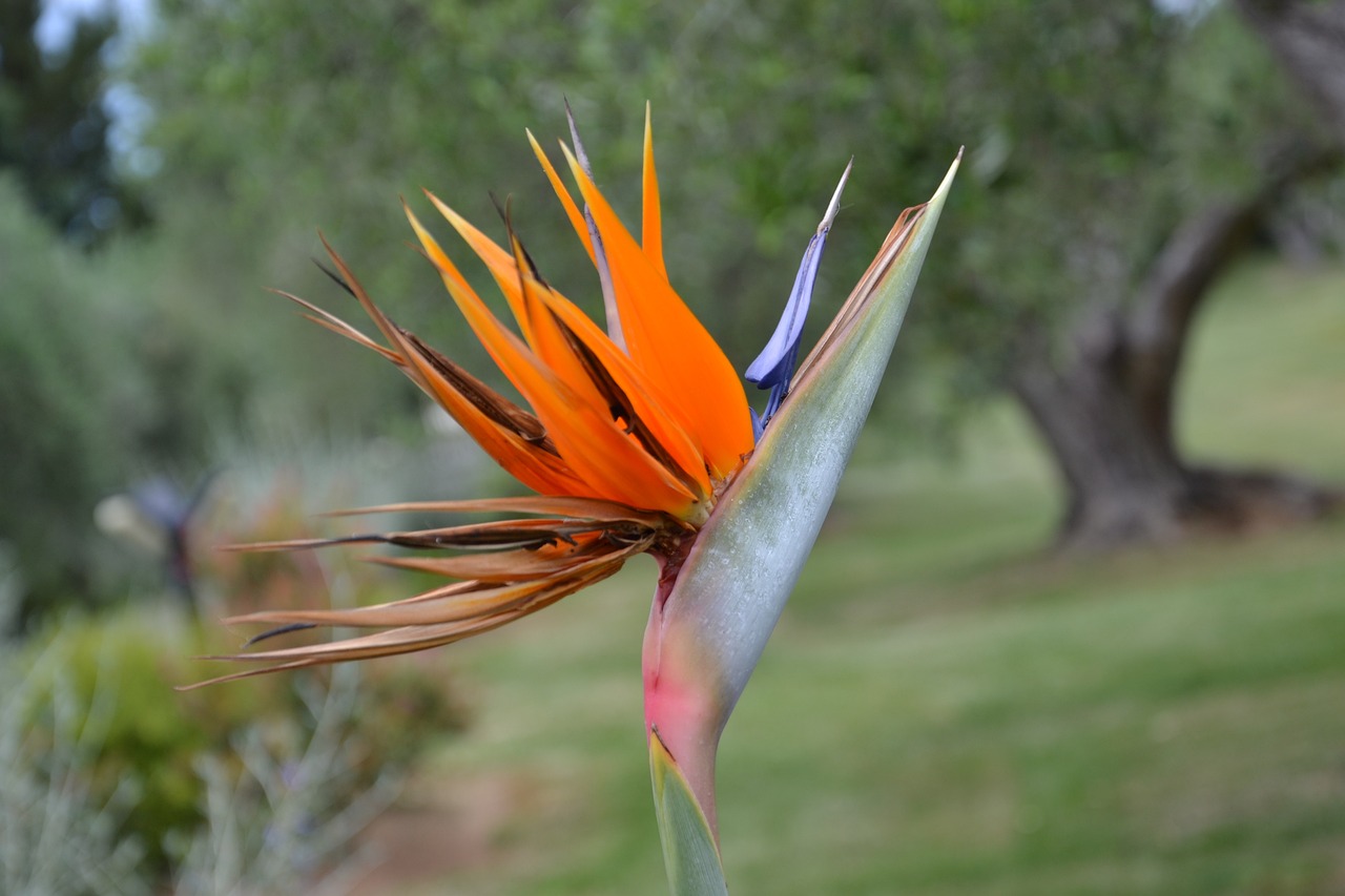 ST青松最新動態及全面解析