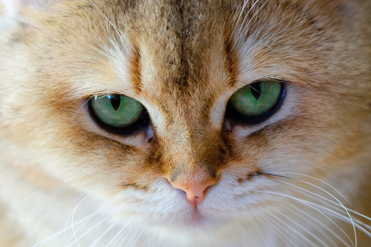 菲律賓內亂最新動態及其影響與前景分析