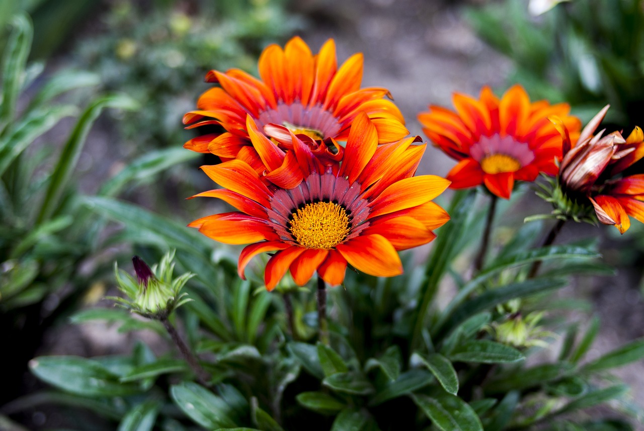 開原招聘網最新招聘動態深度解析及崗位信息匯總