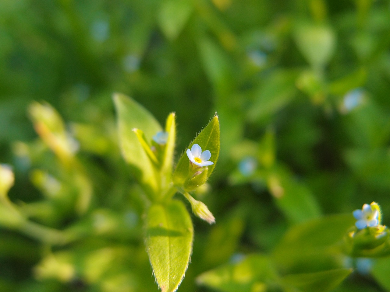 宋爾衛最新動態,醫學領域的耀眼明星