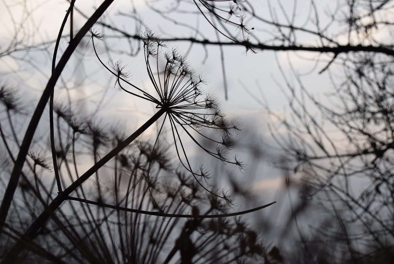 北京紫辰院最新房價動態(tài)及趨勢分析