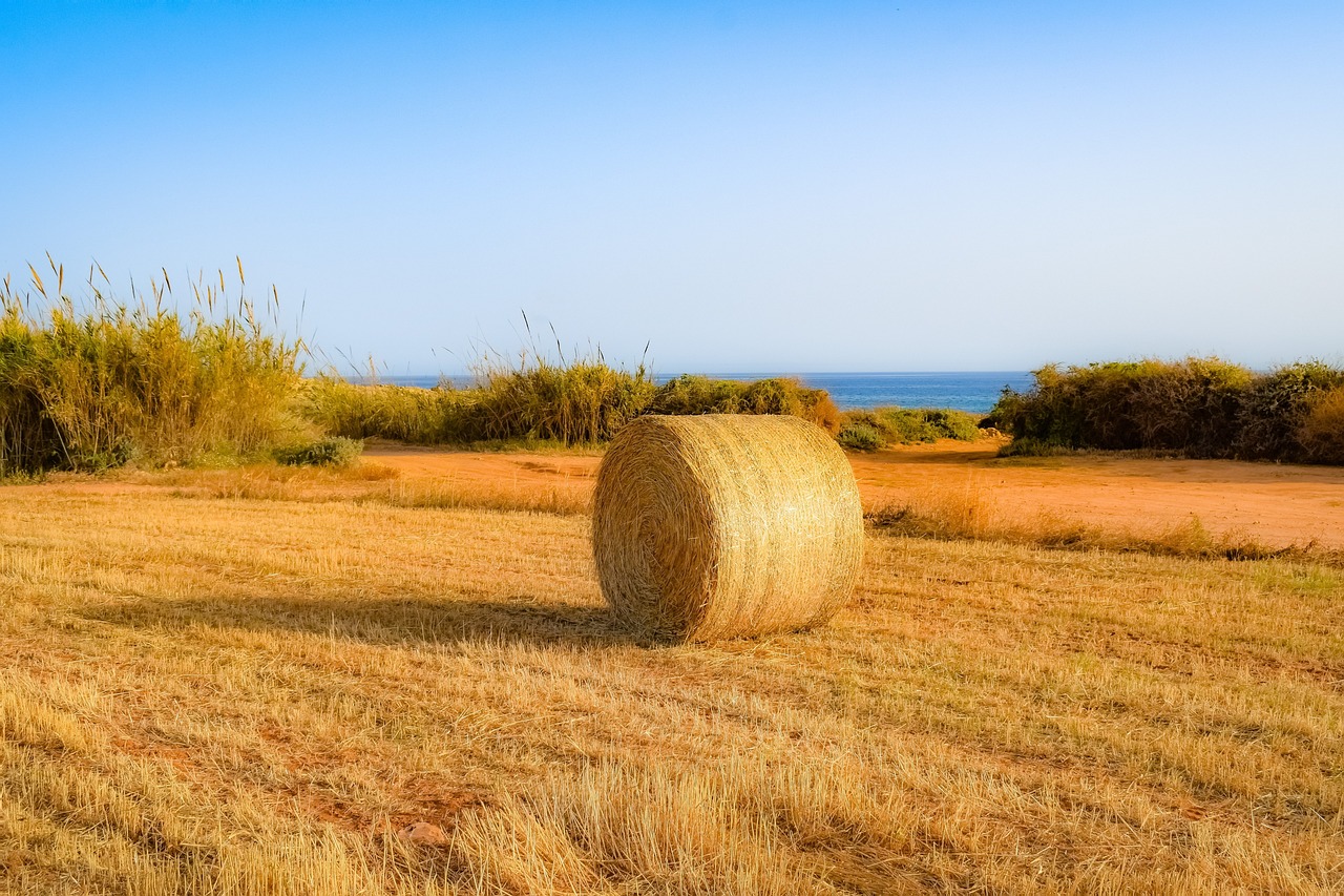 連翹最新行情及深度分析
