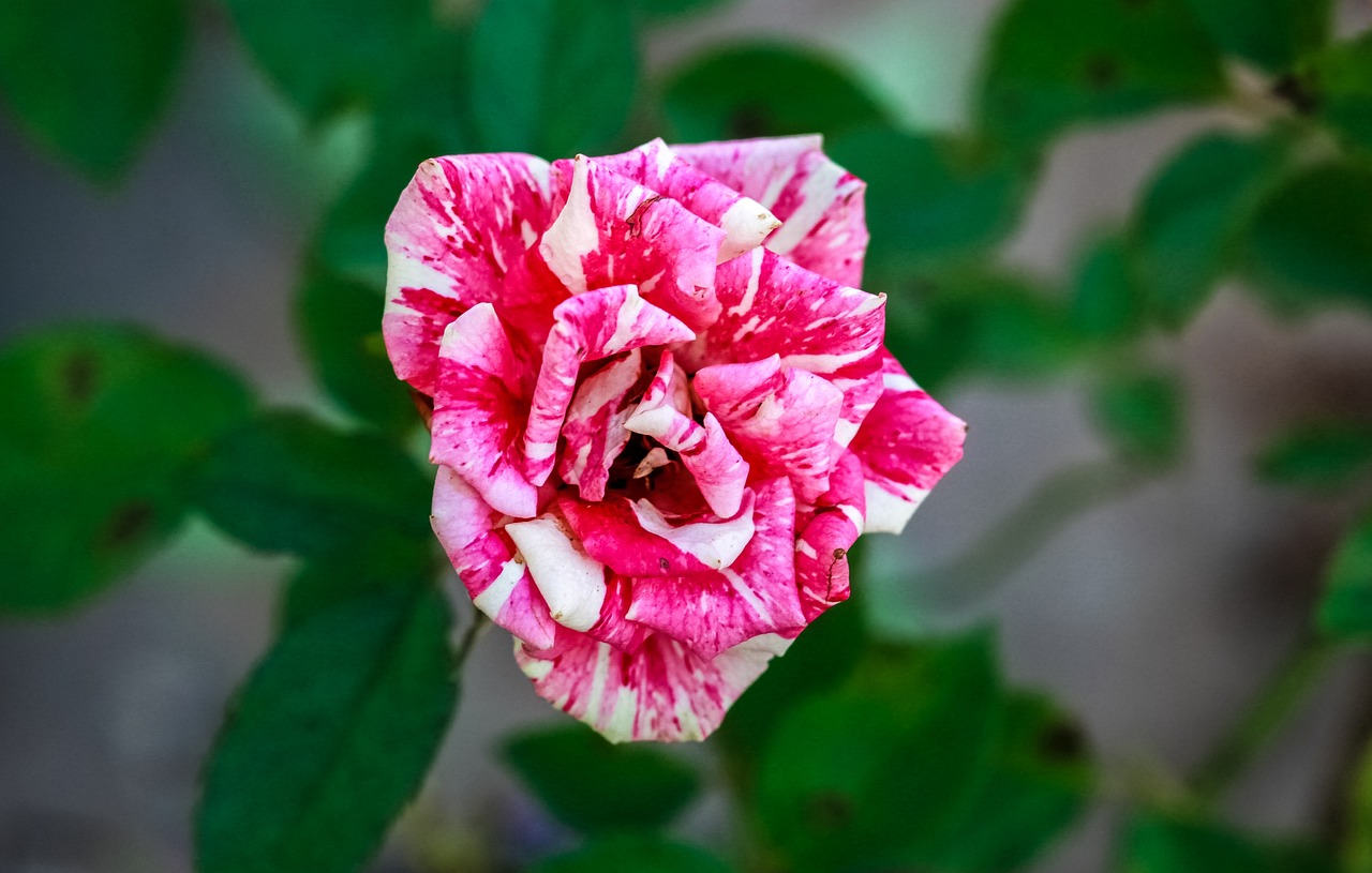 杜鵑最新照片,自然之美的瞬間定格之美