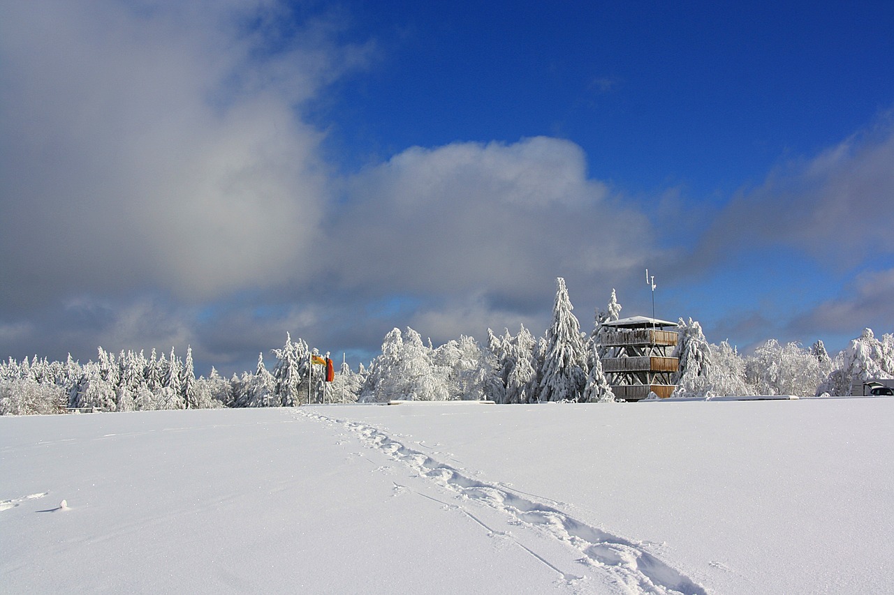 敖犬最新動態與風采展示