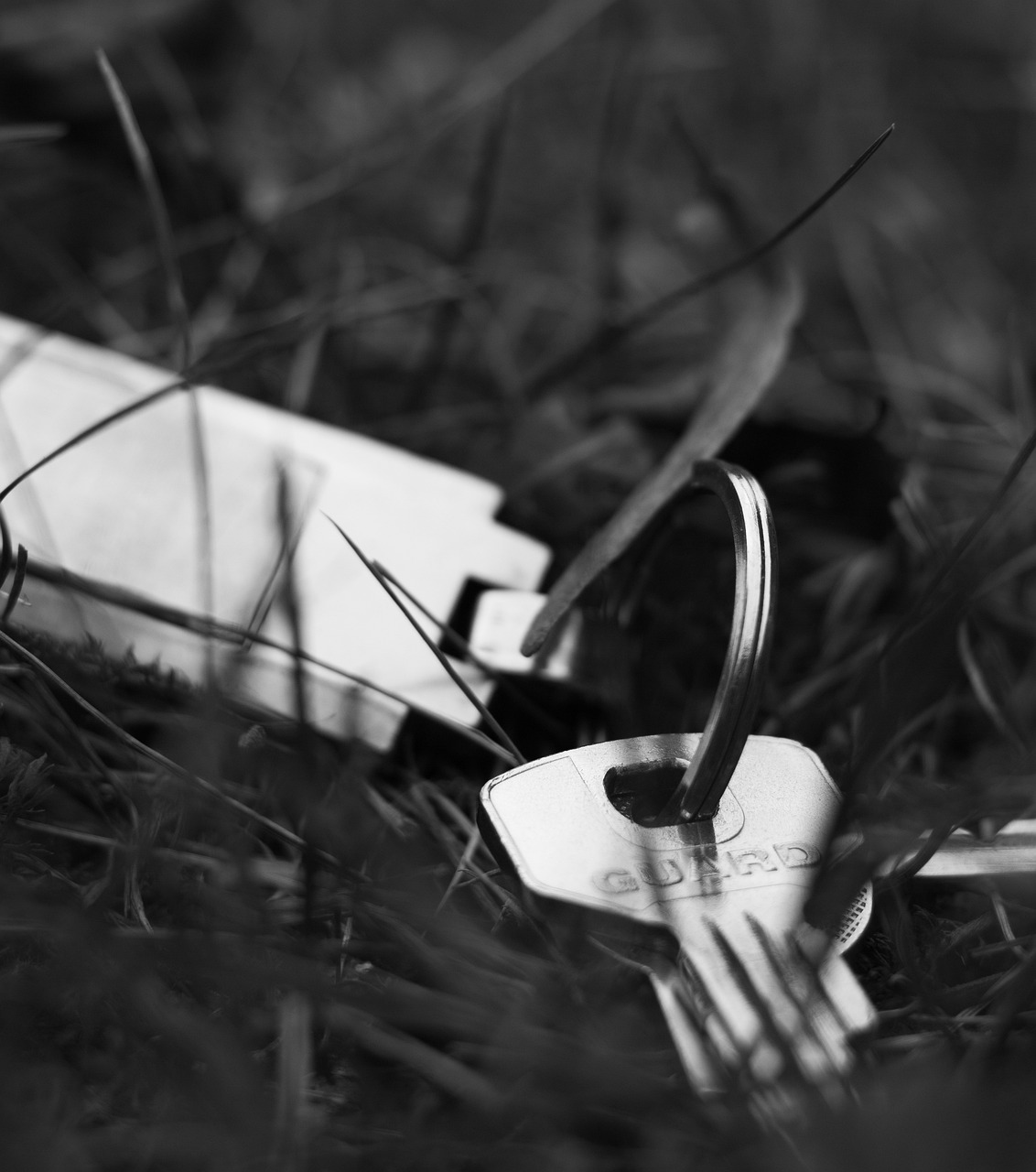 探索自然之美的獨特視角,樹林偷腥最新圖片揭秘