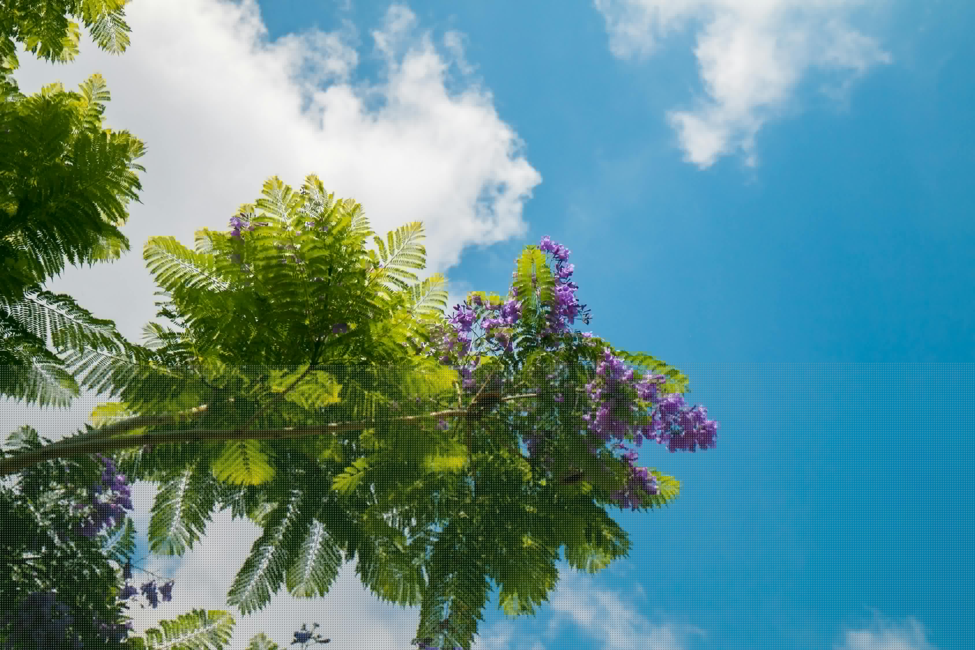 美麗生態最新公告,共建綠色家園,共創美好未來新進展