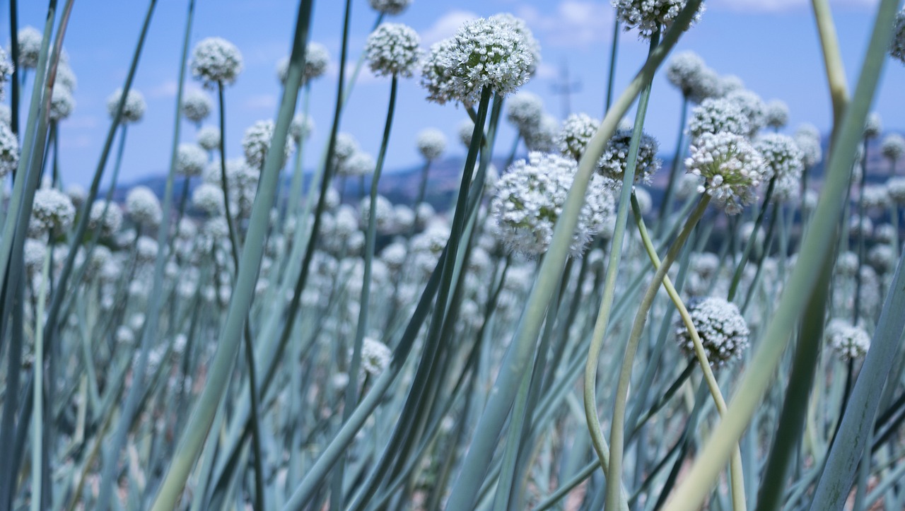 大白菜最新版本的種植技術、品種特點與健康價值詳解