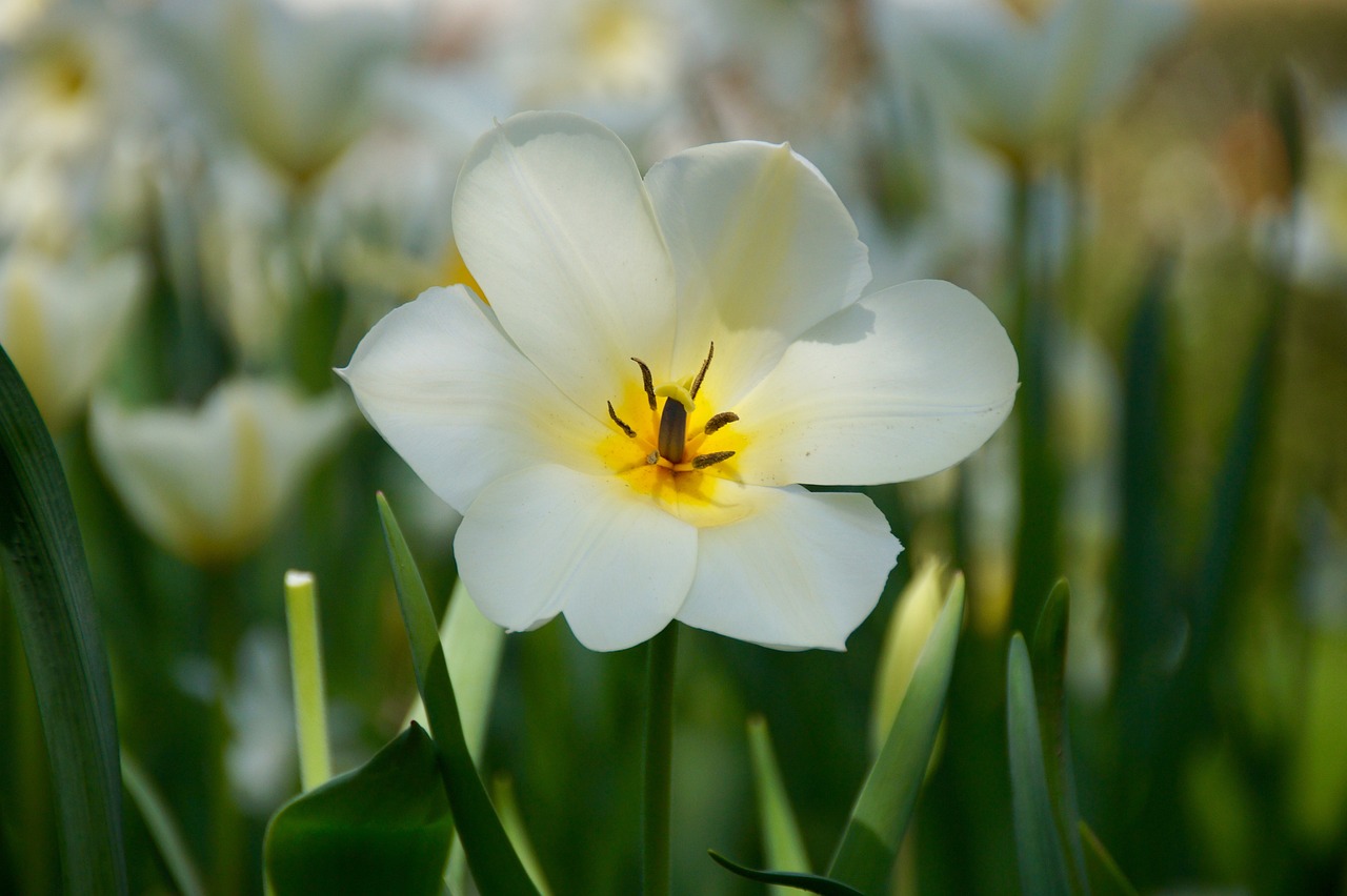 奧達文景觀園最新消息深度解析報告揭秘新動態