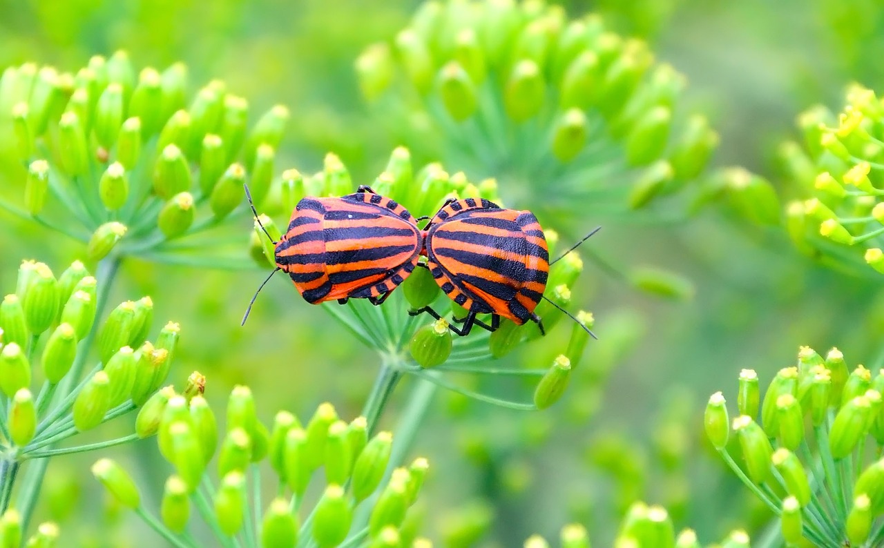 鄭州中原區公租房最新動態更新