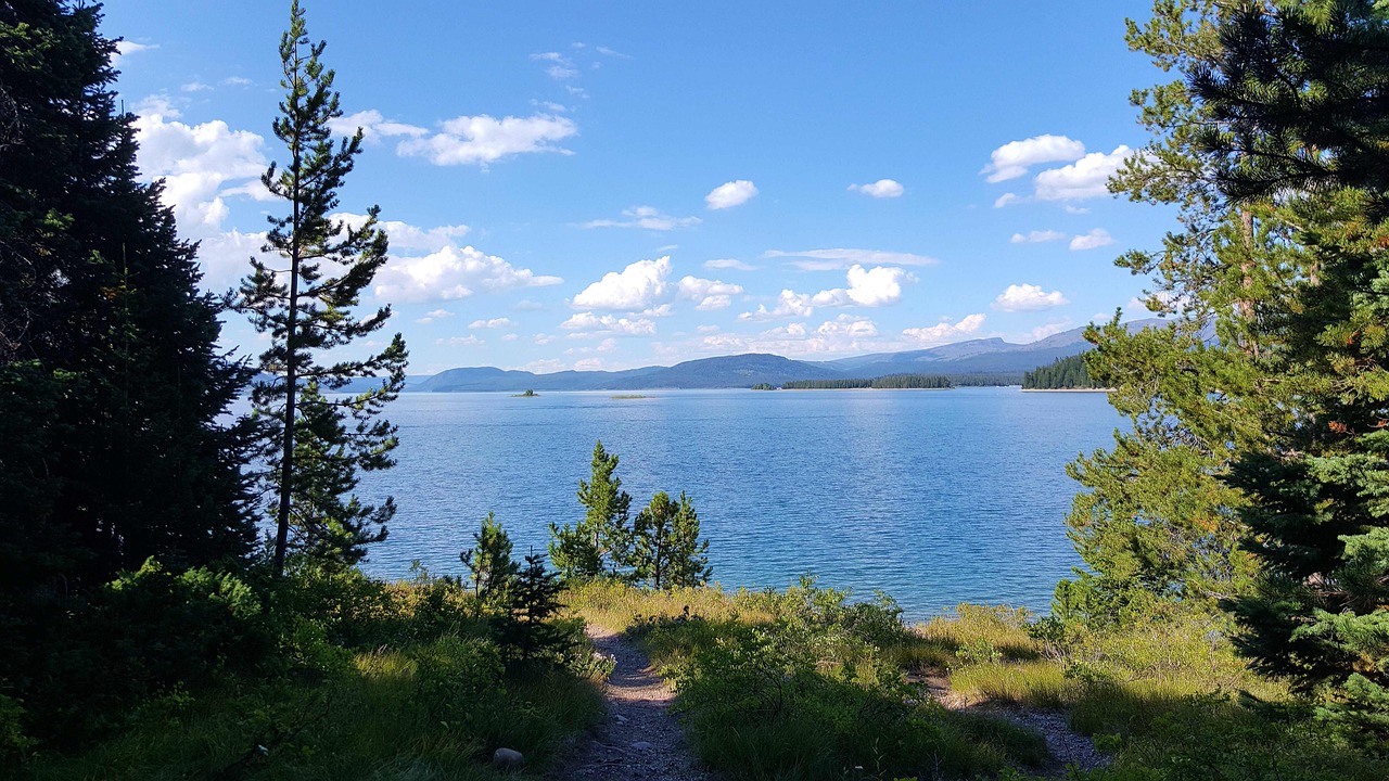 水櫻最新探索與發(fā)現(xiàn)之旅