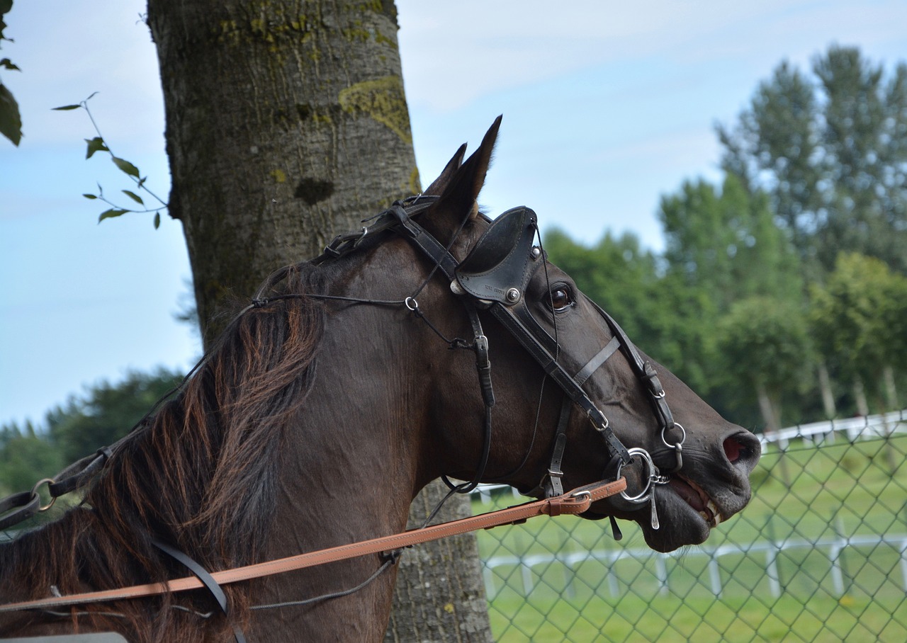 宿松論壇聚焦縣域動態,傳遞最新時代聲音,宿松最新新聞速遞