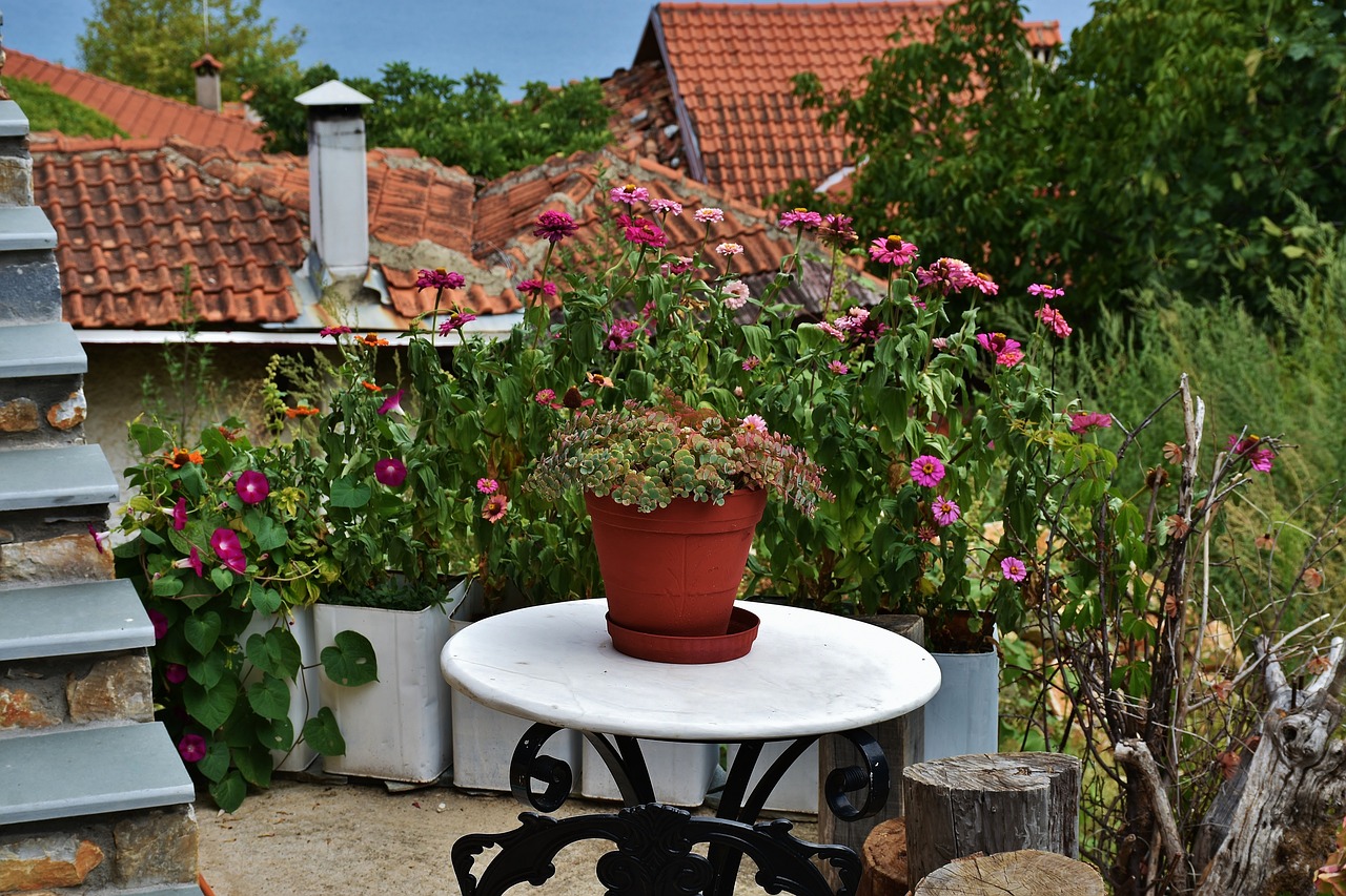 羅漢松嫁接最新技巧與方法