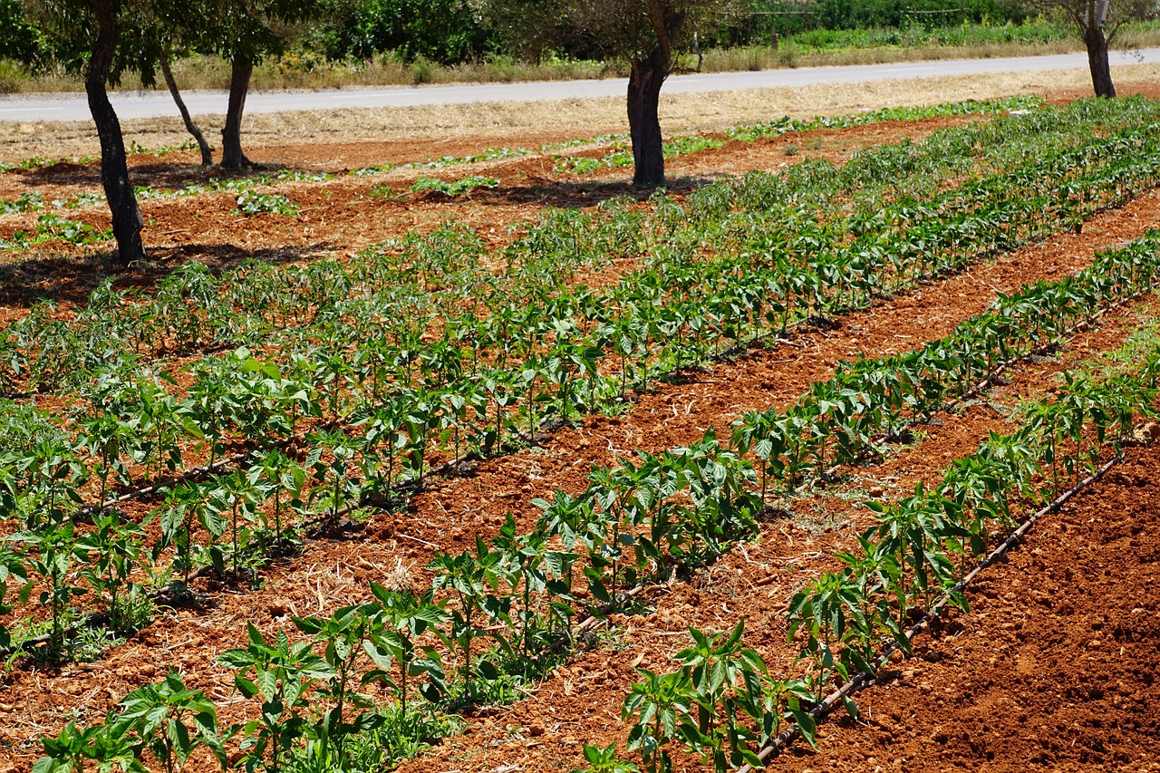 最新甜糯玉米種子品種,農(nóng)業(yè)種植的新希望之選