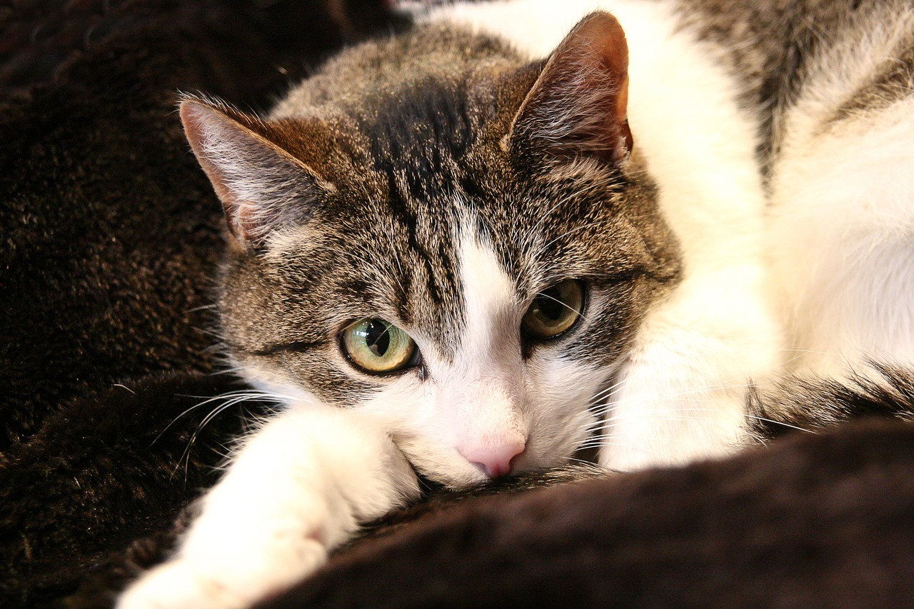 銘普光磁股票最新消息深度解析與動(dòng)態(tài)關(guān)注