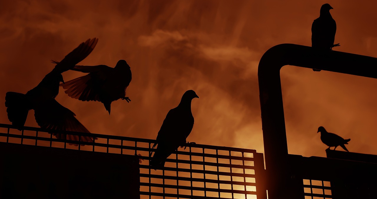 大哥最新ID探索之旅,啟示與揭秘