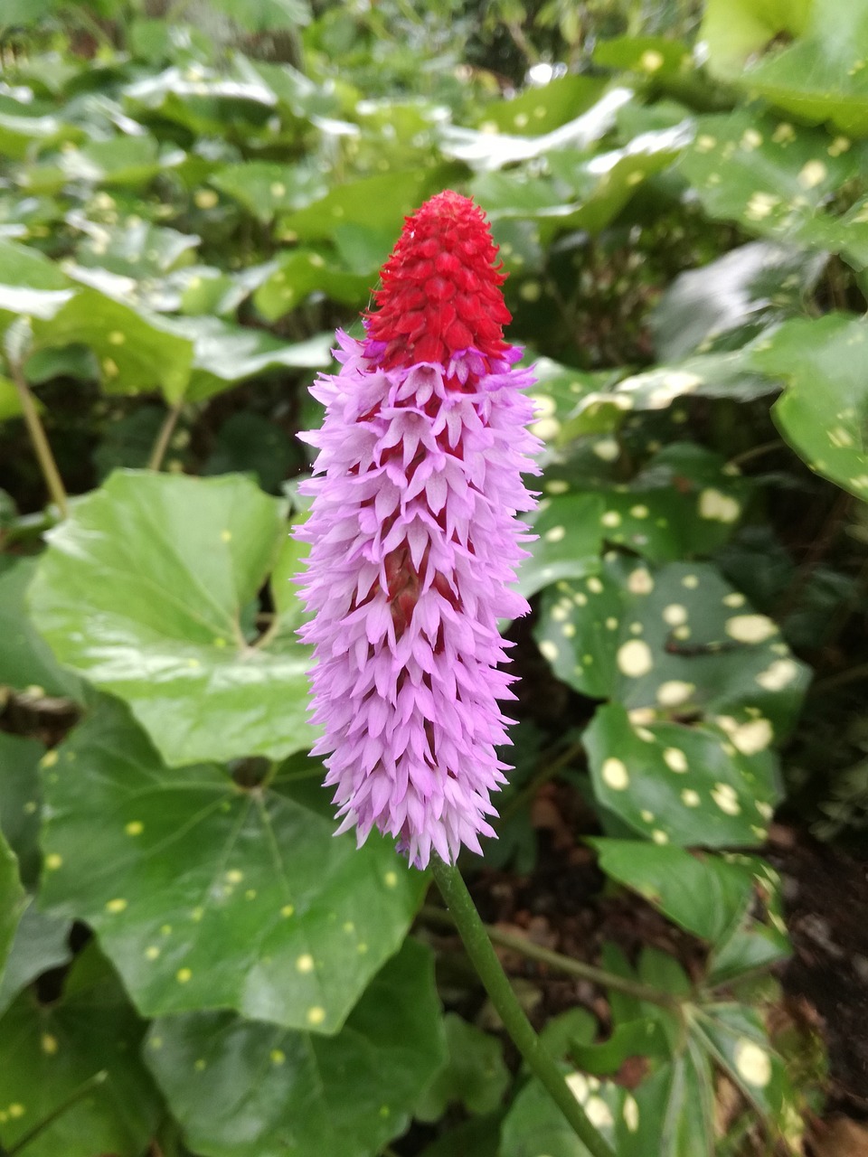 繁榮中的新面貌,青田新聞最新動態與發展概覽