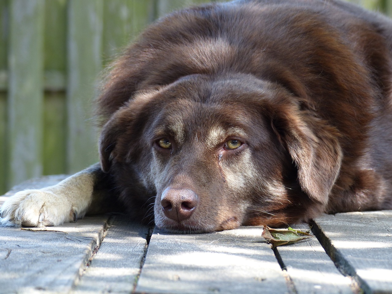 最新海獅報價及選購指南，了解海獅價格，挑選理想寵物